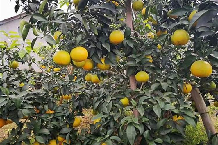 柑橘幼树冬季全方位管理,少一项白忙!