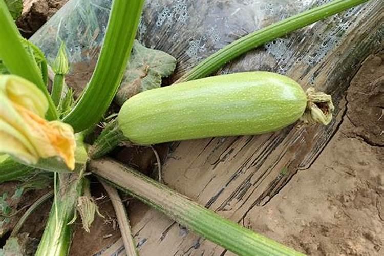 西葫芦肥料的禁忌 施肥要点有哪些