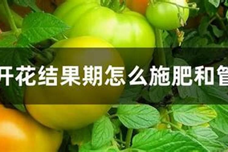 西红柿挂果后如何施肥？ 怎么施肥更合理