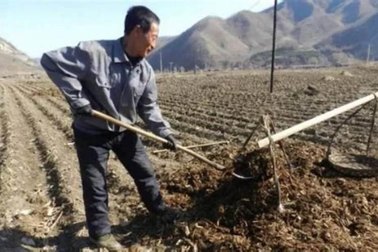 葡萄滴平衡肥几天见效果