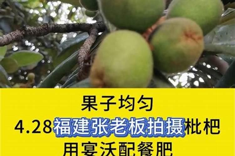 吃完荔枝皮是氮肥还是磷肥