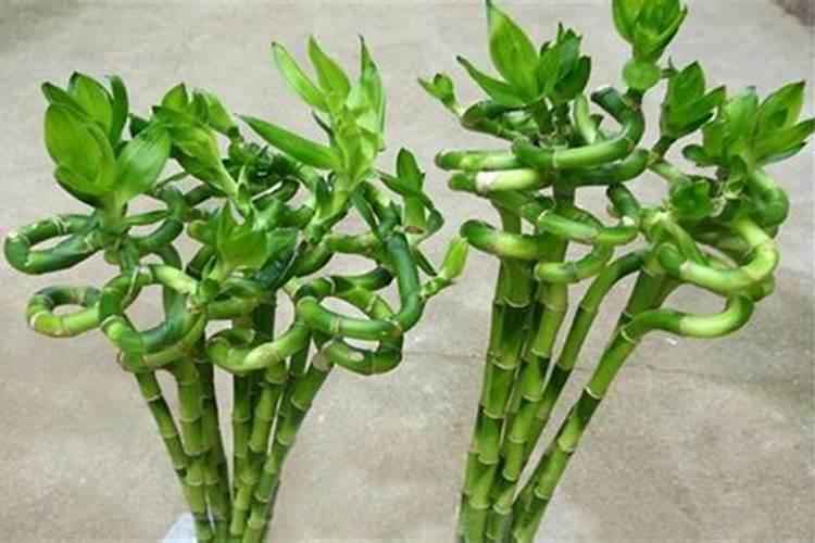 转运竹施什么肥最好