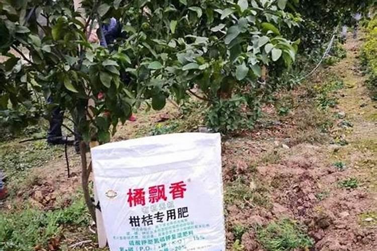 柑橘树最佳平衡施肥方法