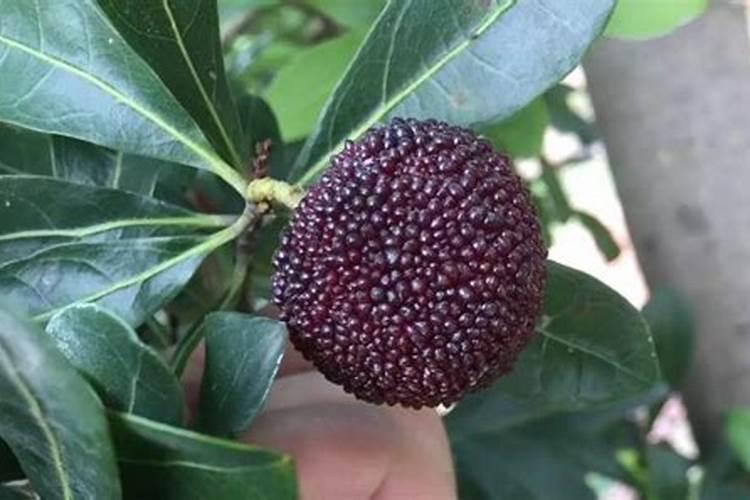 杨梅施什么肥料好