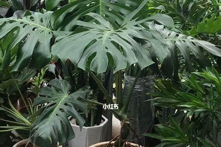 高钾肥适合浇什么花