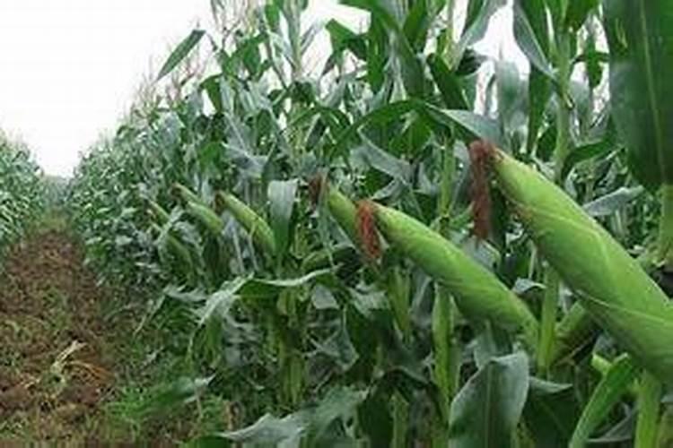 钾肥施用要注意什么