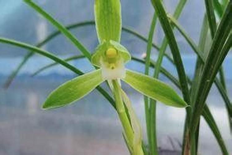 兰花怎么养才能更旺盛