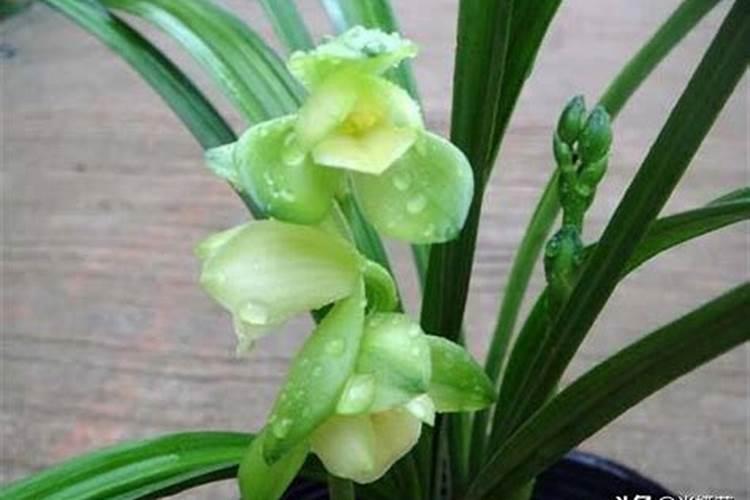 使用粗木屑养殖兰花小技巧,如何正确的去种植呢,一起？