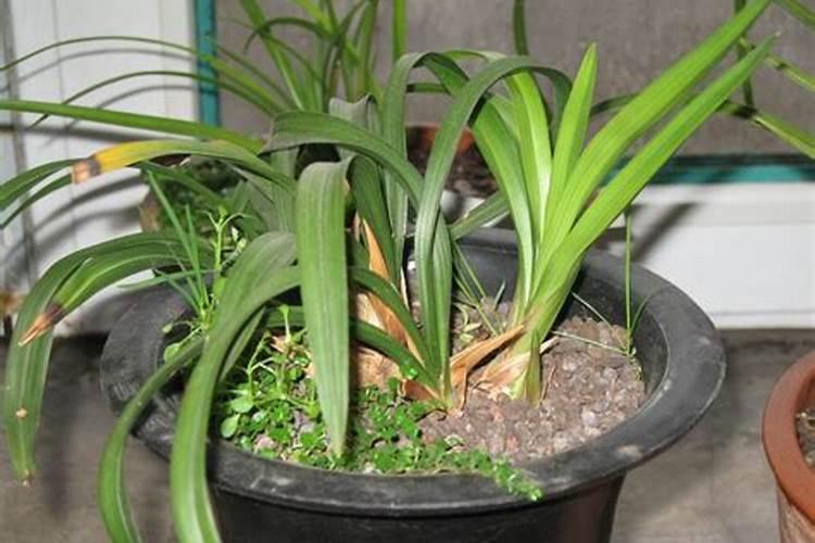 兰花可以用土养吗