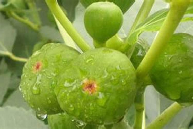 树皮种兰花的缺点