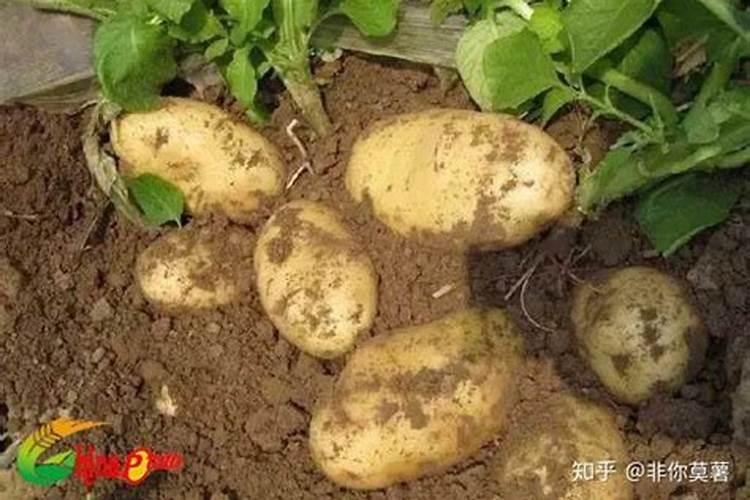 硝酸磷肥跟硝铵磷肥有什么区别。