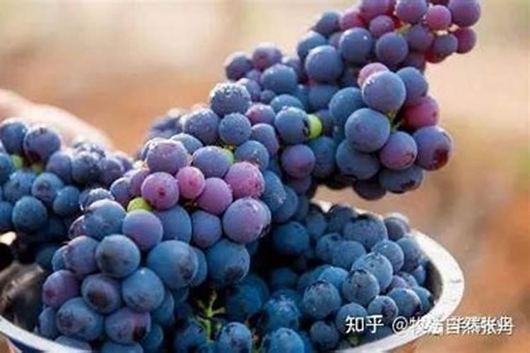 天然着色剂有哪些