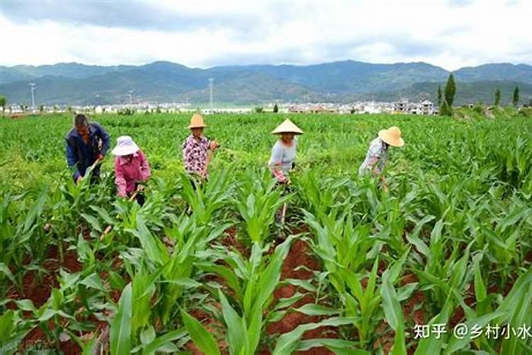 苋菜施肥用复合肥还是尿素好？