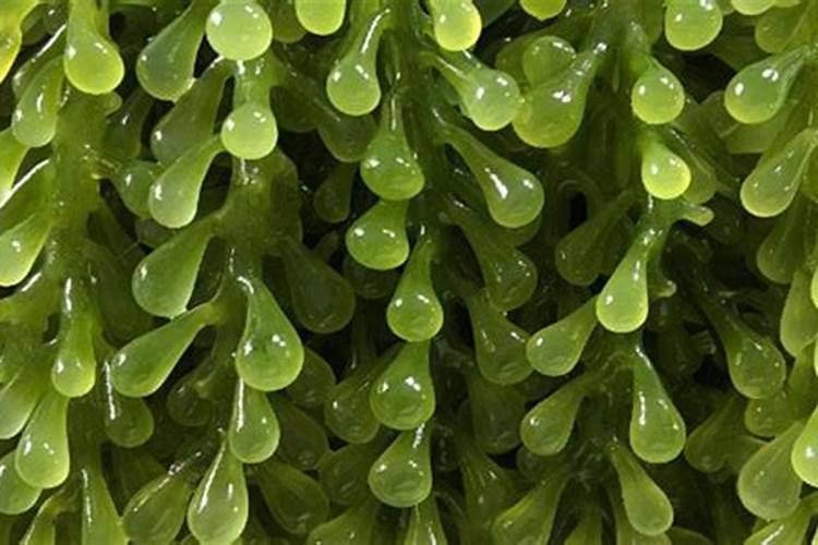 海洋植物的种类有哪些？