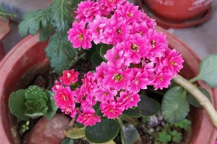 磷酸二氢钾怎么给长寿花施肥