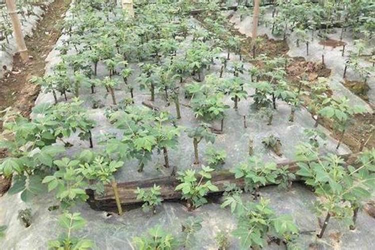 豆蔻的功效与作用 豆蔻和肉蔻的区别是什么