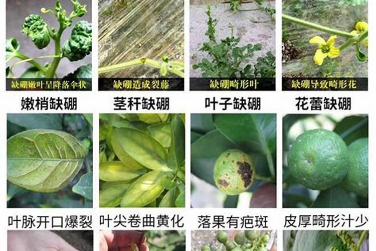 钙肥和硼肥同时使用保花保果效果好吗？怎么用效果高？