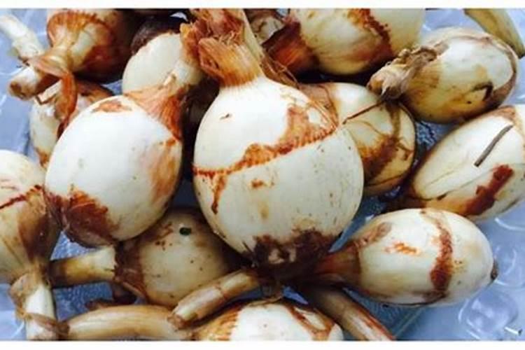 为啥盆栽的薄荷容易死