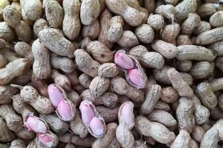 花生喷施钙肥最佳时间 什么时候使用合适