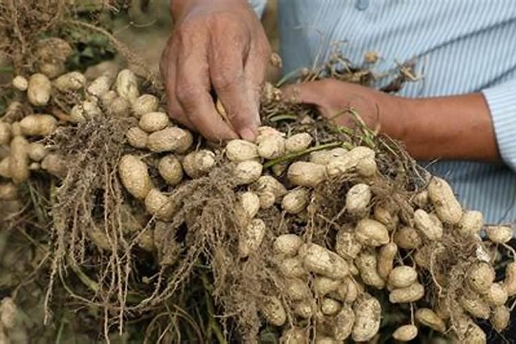 花生专用肥的最佳配方