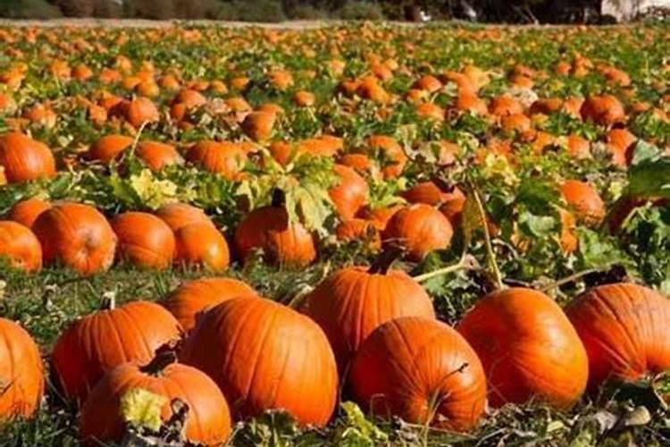 罗钾人用行动守护罗布泊硫酸钾的稳定生产