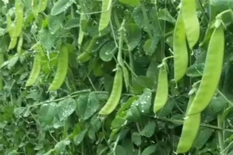 葡萄怎么施肥？