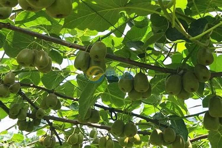 苗圃地常用的肥料及施肥原则和方法