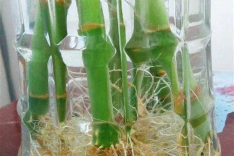 养富贵竹水里加什么生根快