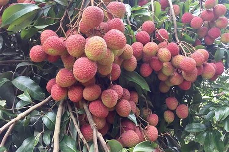 荔枝如果保花保果,用什么农药好？