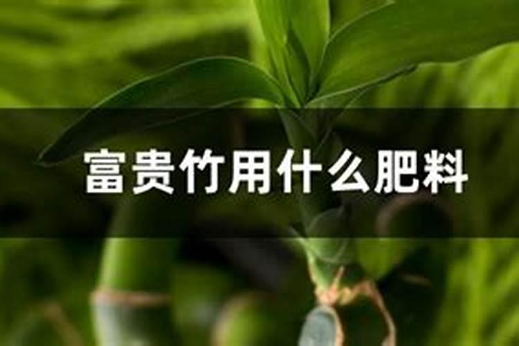 水养富贵竹用什么肥
