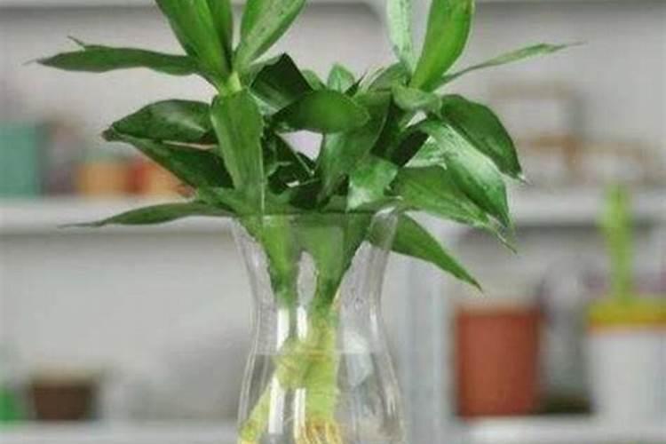 如何让富贵竹生根