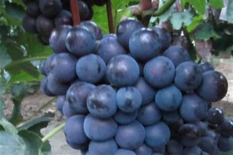 葡萄怎样种植挂果快