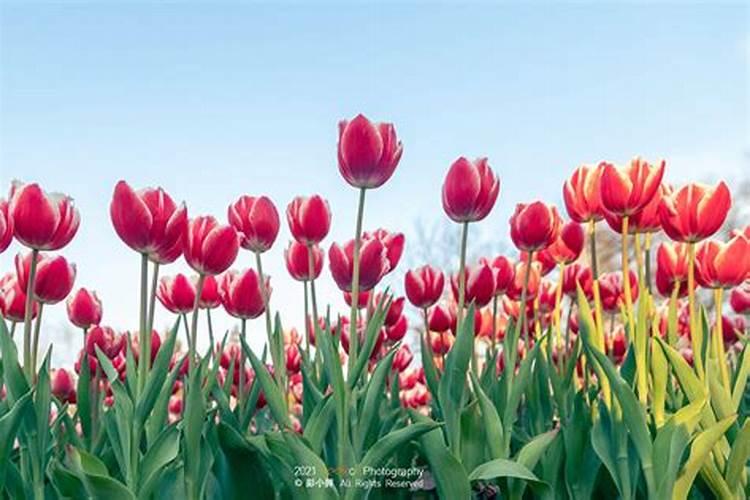 玫瑰花怎么施肥,玫瑰花施氮磷钾肥最为合适