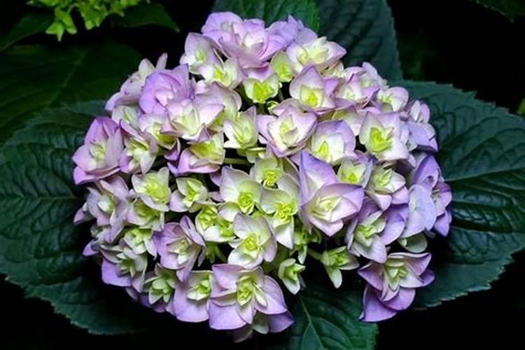 绣球有花苞了该怎么施肥