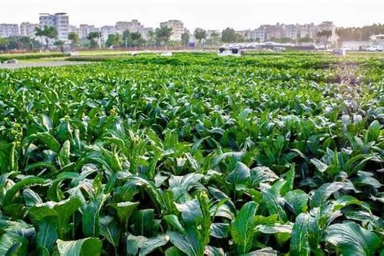 茶梅花施什么肥最好