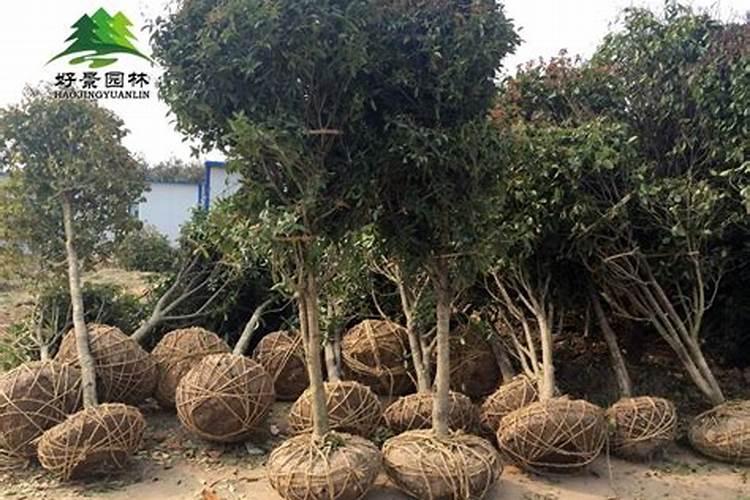 八月桂不开花大神们帮帮忙