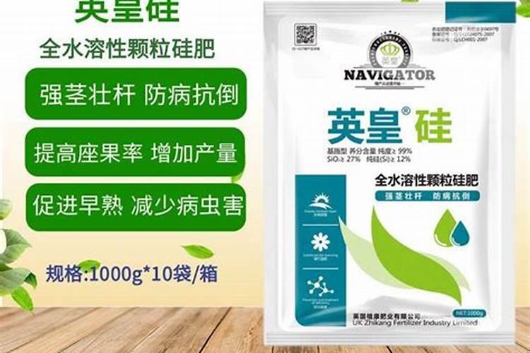 哈密瓜什么时候种最合适