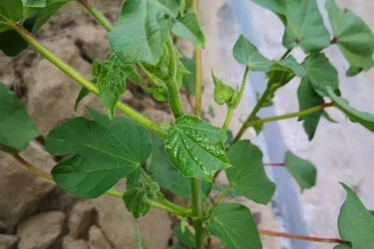 棉花的种植方法
