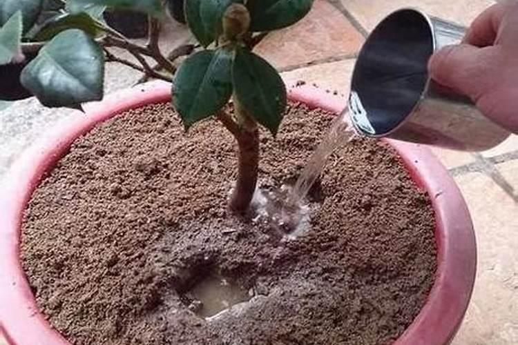 氮肥养花一克用多少水兑