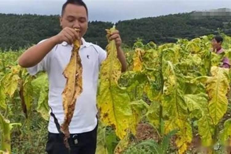 一亩烤烟用多少钾肥 什么时候施钾肥好