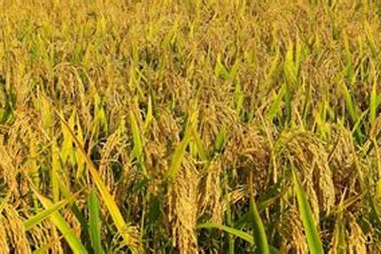 千绿源叶面肥真的增产吗