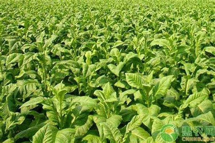 草木灰虽好,但也不能随便乱用,草木灰使用的几大注意事项!