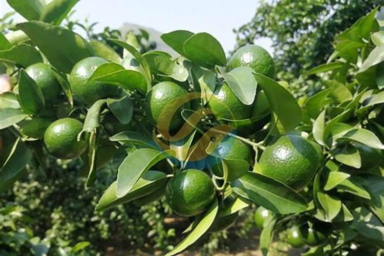 白银市水融肥滴灌肥厂地址