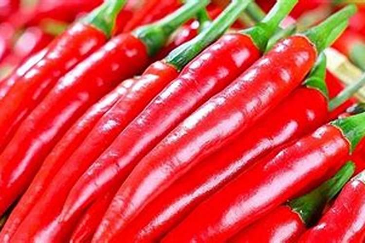 单生指天椒高产种植技术规程