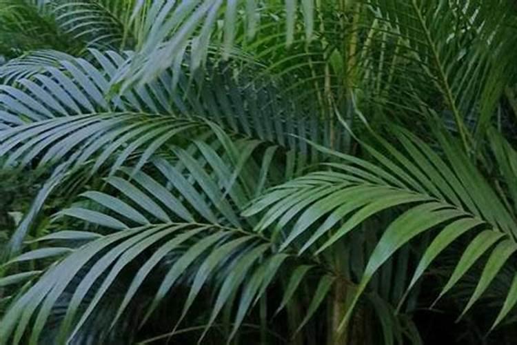 含钾高的食物有哪些 含钾高的食物排行榜