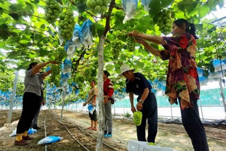 种大棚阳光玫瑰葡萄怎样施肥怎样使基础肥料？