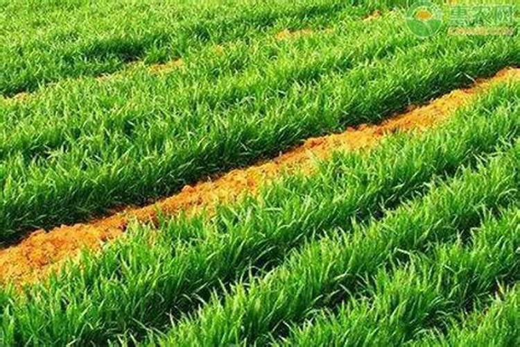 施可丰复合肥含量24一16一5的价格是多少