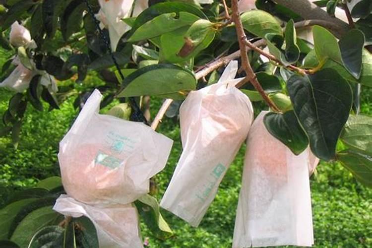 苹果摘袋后返青怎么回事？高产水溶肥用什么好