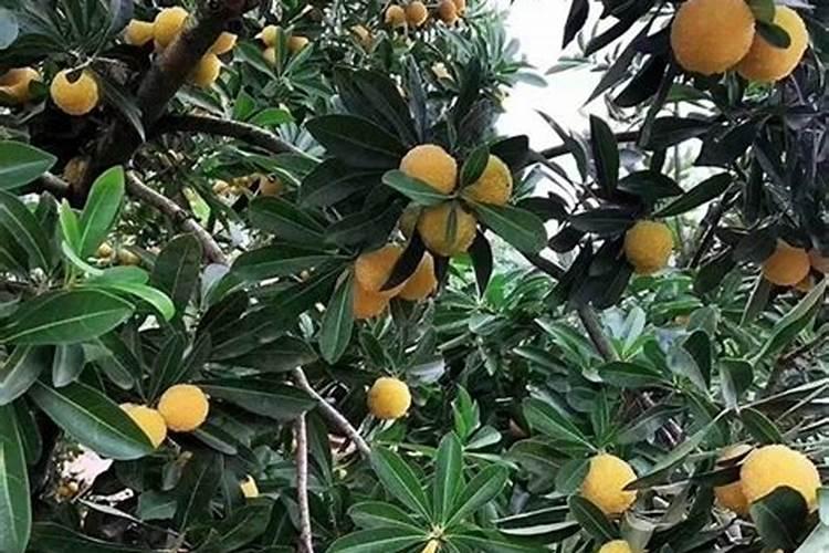 杨梅能用盐施肥吗？