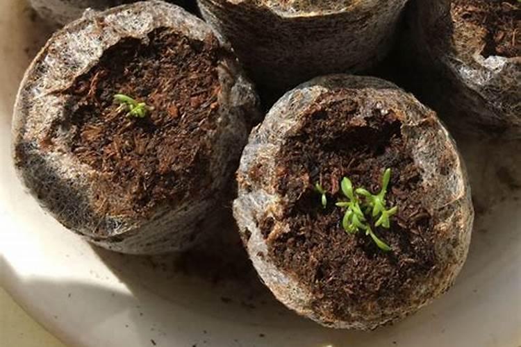 种子发芽多久能上肥 种子发芽后多久可以施肥？